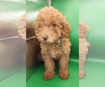 Small Photo #9 Poodle (Miniature) Puppy For Sale in BLUE MOUND, TX, USA