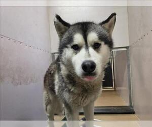 Siberian Husky Dogs for adoption in Martinez, CA, USA