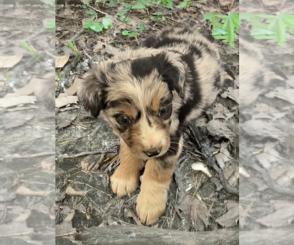 Medium Photo #3 Australian Shepherd Puppy For Sale in WILLIAMS, AZ, USA