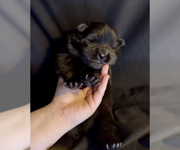 Medium Photo #4 Chow Chow Puppy For Sale in London, Ontario, Canada