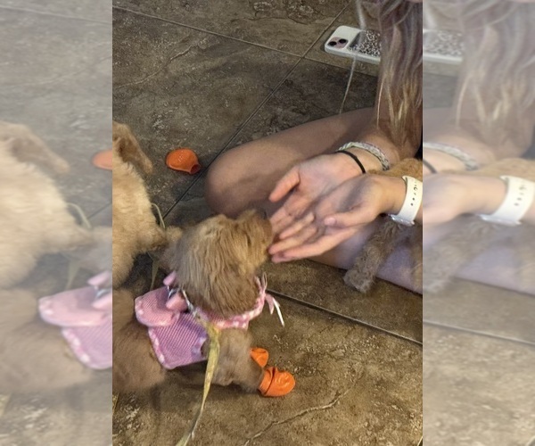 Medium Photo #3 Goldendoodle Puppy For Sale in PHOENIX, AZ, USA