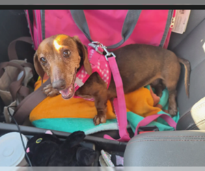 Dachshund Dogs for adoption in Los Angeles, CA, USA