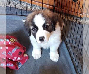 Newfoundland-Saint Bernard Mix Puppy for sale in BERESFORD, SD, USA