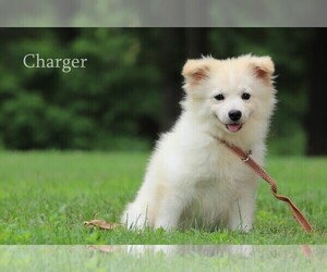 Pomimo Puppy for sale in BLUFORD, IL, USA