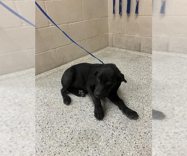 Medium Photo #1 Labrador Retriever-Unknown Mix Puppy For Sale in Conroe, TX, USA