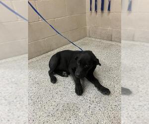 Labrador Retriever-Unknown Mix Dogs for adoption in Conroe, TX, USA