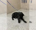 Small Labrador Retriever Mix