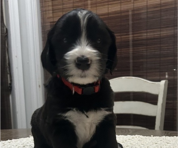 Medium Photo #3 Sheepadoodle Puppy For Sale in MATHISTON, MS, USA