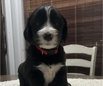 Small Photo #3 Sheepadoodle Puppy For Sale in MATHISTON, MS, USA