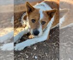 Small Photo #1 Parson Russell Terrier-Unknown Mix Puppy For Sale in Conroe, TX, USA