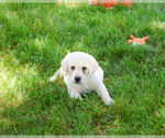 Small #4 Labrador Retriever