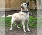Small Black Mouth Cur-Labrador Retriever Mix