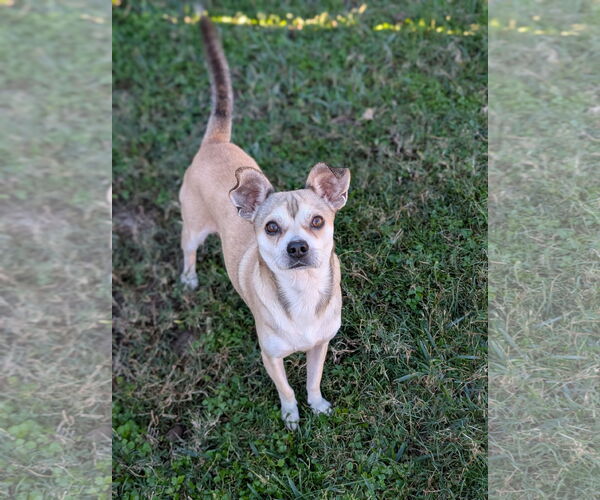 Medium Photo #2 Chug Puppy For Sale in Oakhurst, NJ, USA