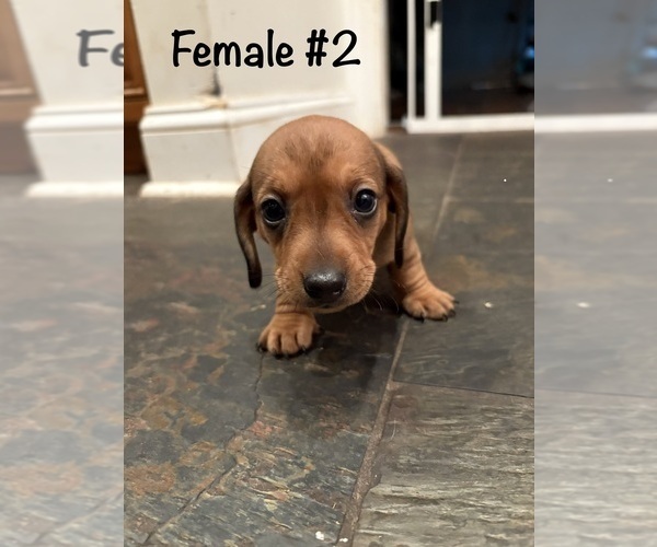 Medium Photo #10 Dachshund Puppy For Sale in WILLIAMSBURG, VA, USA
