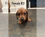 Small #9 Dachshund