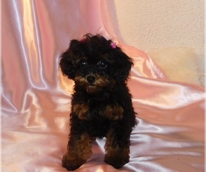 Poodle (Toy) Puppy for Sale in WARRENSBURG, Missouri USA
