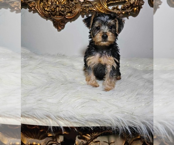 Medium Photo #2 Morkie Puppy For Sale in INDIANAPOLIS, IN, USA