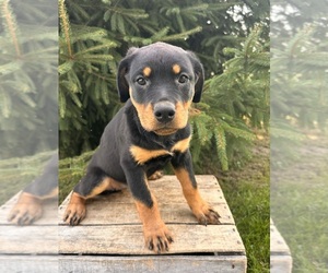 Rottweiler Puppy for sale in MIDDLEBURY, IN, USA