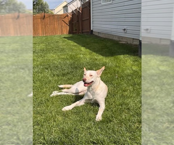 Medium Photo #3 Siberian Husky-Unknown Mix Puppy For Sale in Germantown, OH, USA