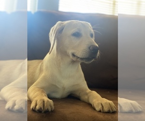 Labrador Retriever Puppy for sale in ORLAND, CA, USA
