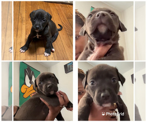 American Pit Bull Terrier-Staffordshire Bull Terrier Mix Puppy for sale in DURHAM, NC, USA