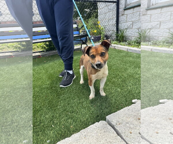 Medium Photo #3 Jack Chi Puppy For Sale in Perth Amboy, NJ, USA