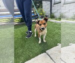 Small Photo #3 Jack Chi Puppy For Sale in Perth Amboy, NJ, USA