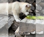 Small #2 Siberian Husky