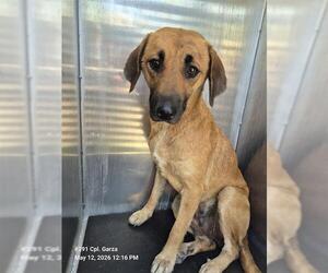 Mutt Dogs for adoption in San Antonio, TX, USA