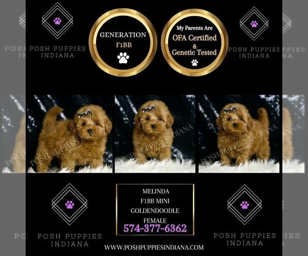 Medium Photo #65 Goldendoodle (Miniature) Puppy For Sale in WARSAW, IN, USA