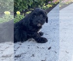 Small #1 Lhasa-Poo