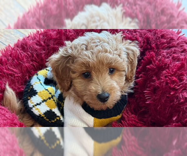 Medium Photo #1 Labrador Retriever Puppy For Sale in Mundelein, IL, USA