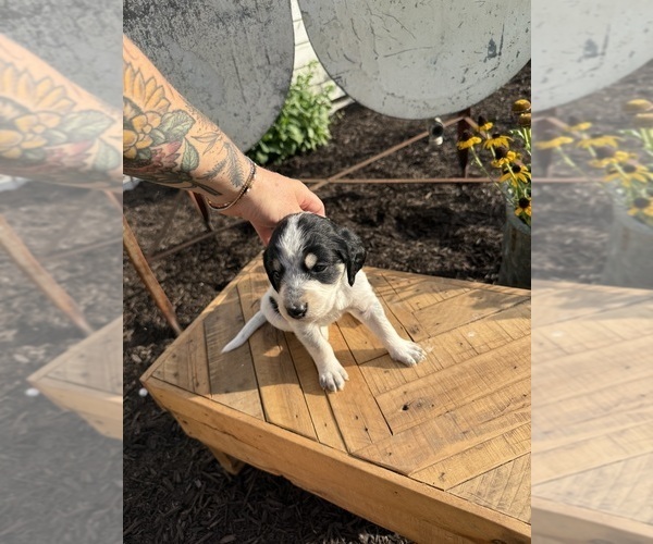 Medium Photo #45 Bernedoodle-Bluetick Coonhound Mix Puppy For Sale in RINGTOWN, PA, USA