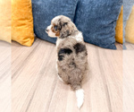Small #3 Cavapoo (Miniature)