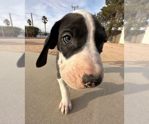 Great Dane Puppy for sale in HESPERIA, CA, USA
