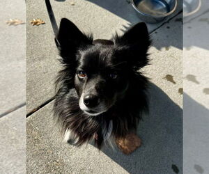 Border Collie-Unknown Mix Dogs for adoption in Fairfax, VA, USA