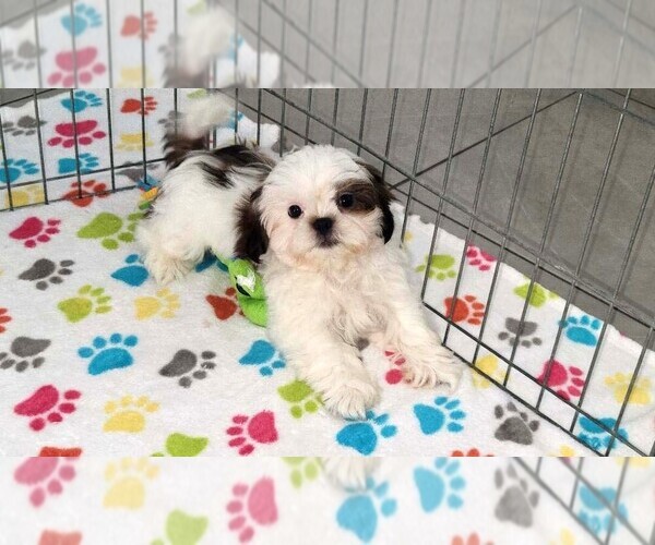 Medium Photo #1 Shih Tzu Puppy For Sale in ORO VALLEY, AZ, USA