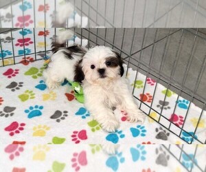 Shih Tzu Puppy for sale in ORO VALLEY, AZ, USA