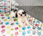 Image preview for Ad Listing. Nickname: Austin