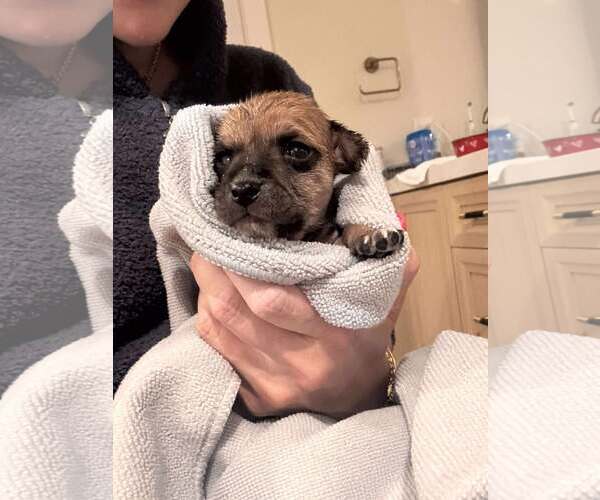 Medium Photo #6 Chihuahua-Unknown Mix Puppy For Sale in Corona, CA, USA