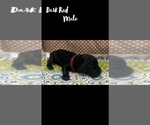 Small Photo #14 Springerdoodle Puppy For Sale in CLINTON, AR, USA