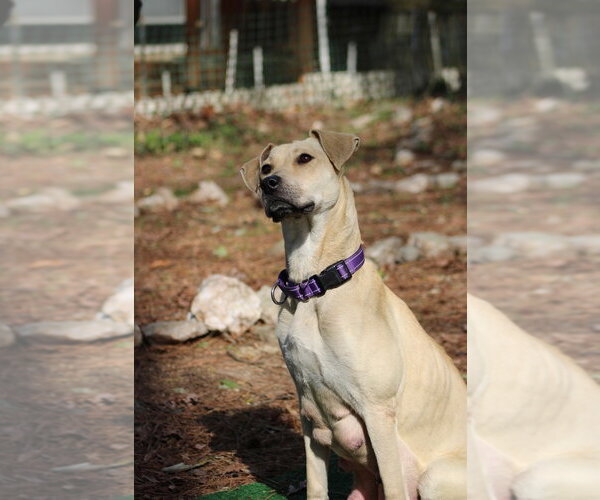 Medium Photo #2 Labrador Retriever-Unknown Mix Puppy For Sale in Holly Springs, NC, USA
