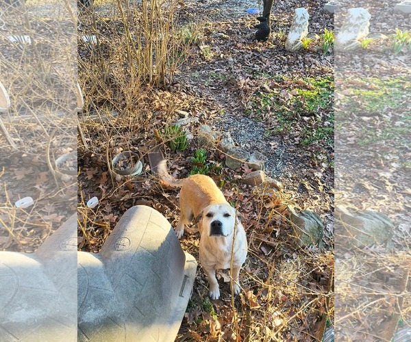 Medium Photo #2 Mutt Puppy For Sale in Stover, MO, USA