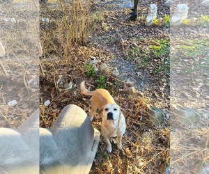 Dodger - Male Mutt Dog for Adoption - Photo #2