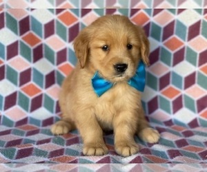 Golden Retriever Puppy for sale in LANCASTER, PA, USA