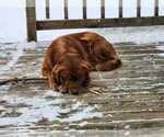 Small Photo #1 Golden Retriever Puppy For Sale in PIPESTONE, MN, USA