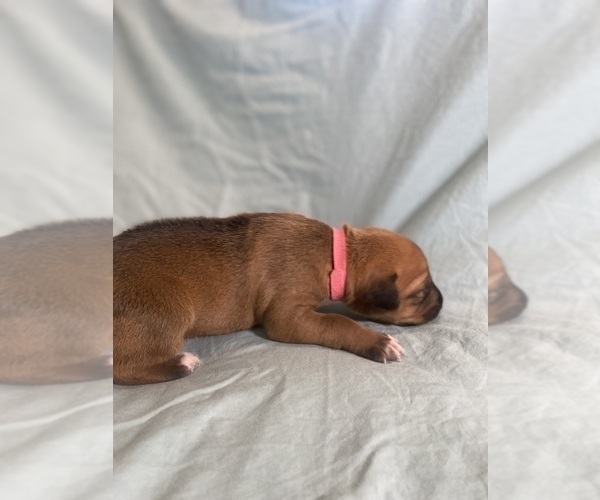 Medium Photo #12 Rhodesian Ridgeback Puppy For Sale in KELLER, TX, USA