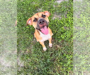 Mutt Dogs for adoption in Abbeville, LA, USA
