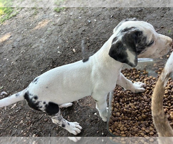 Medium Photo #10 Great Dane Puppy For Sale in CLANTON, AL, USA