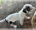 Small #9 Great Dane